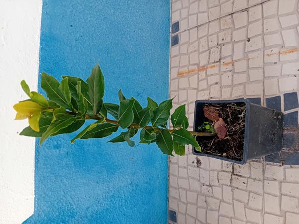 A’rvore Loureiro