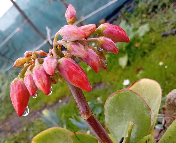 Kalanchoe Thyrsiflora suculenta em vaso