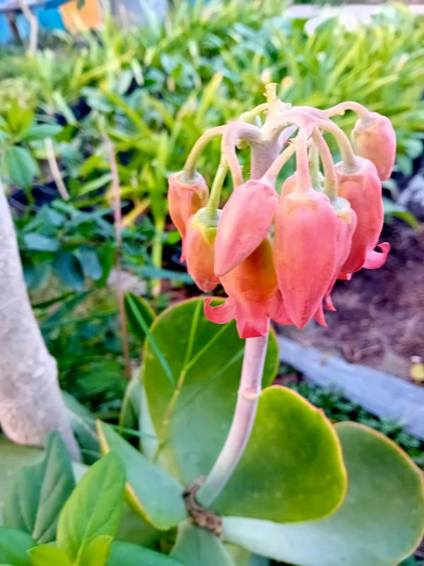 Kalanchoe Thyrsiflora suculenta em vaso