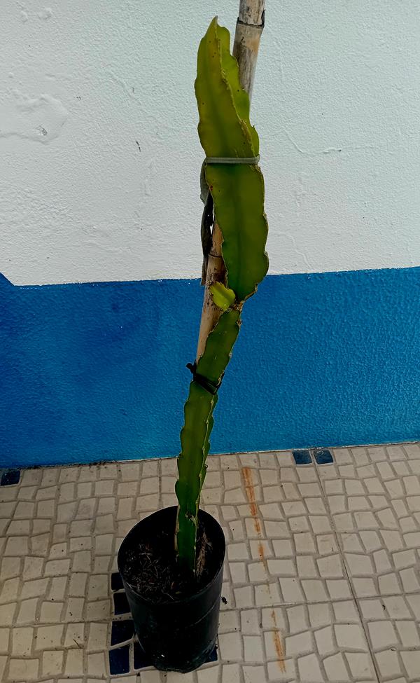 Pitaya Fruta Dragao vermelha