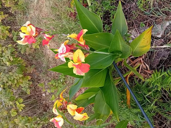 lote de 150 Canna Indica 3 variedades