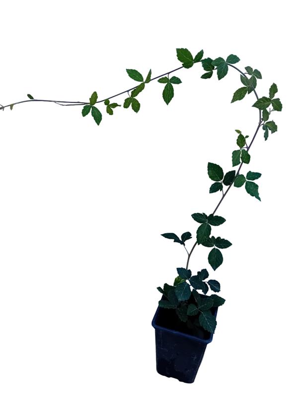 Amoreira Rubus fruticosus 