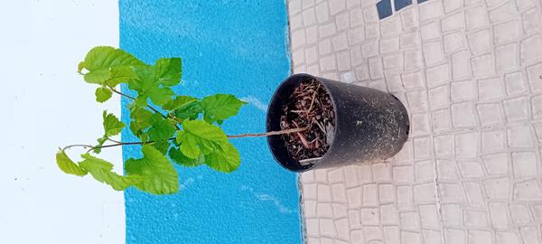 Arvore amoreira negra Morus Nigra