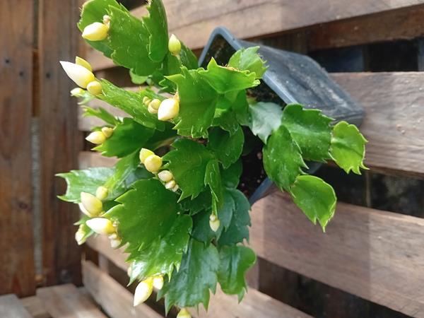 Cacto de Natal Schlumbergera