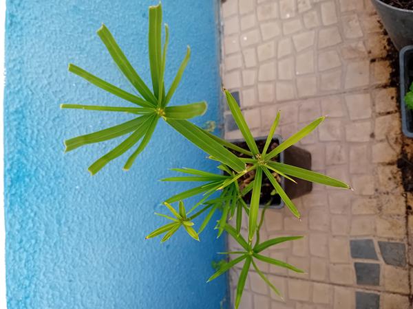 Papiro anao / Sombrinha Chinesa