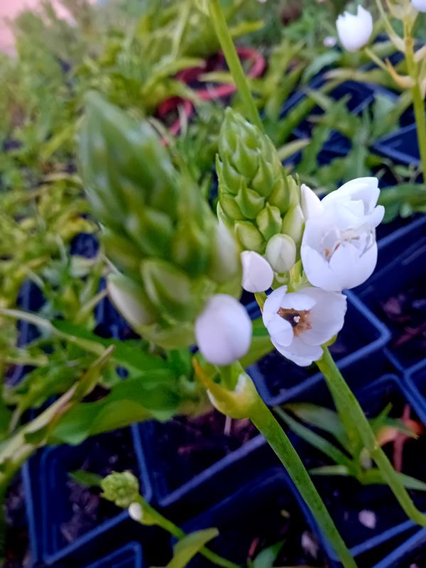 Ornithogalum (Beijinhos de Mae) lote de 5 plantas