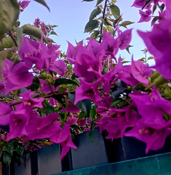 Buganvilia cor de rosa claro ou escuro
