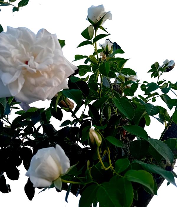 Trepadeira roseira branca