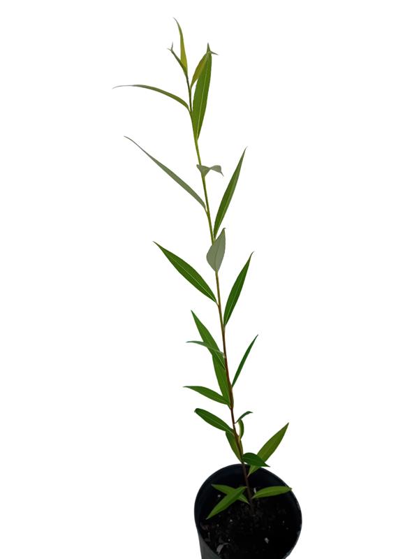 Arvore Salgueiro Chorao