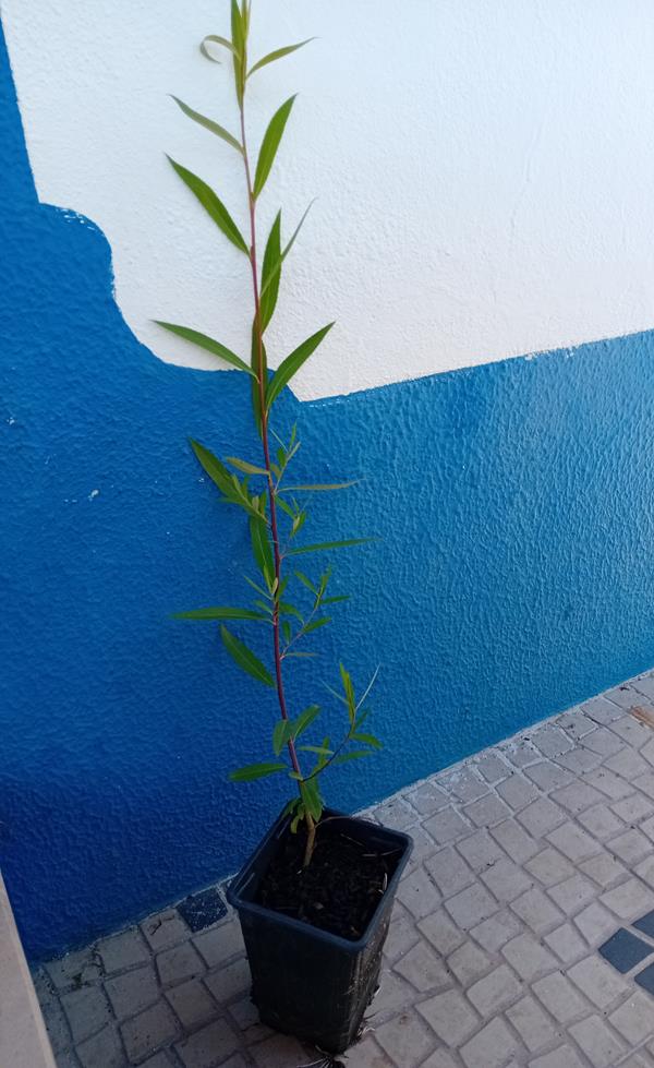 Arvore Salgueiro Chorao