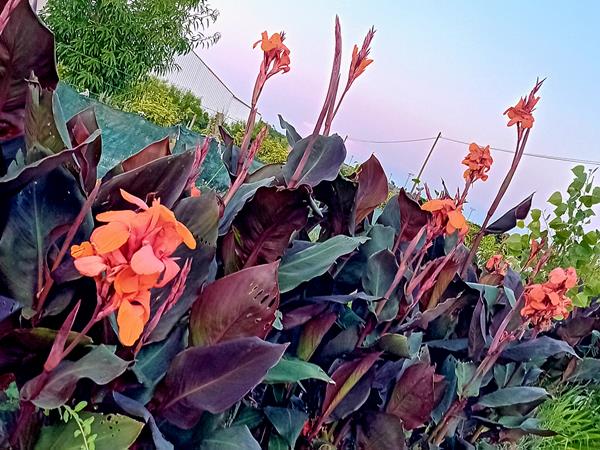 Canna Indica / Lirio Canna da India 5 variedades