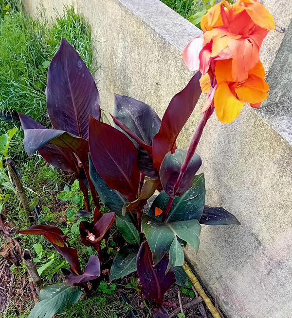 Canna Indica / Lirio Canna da India 3 variedades