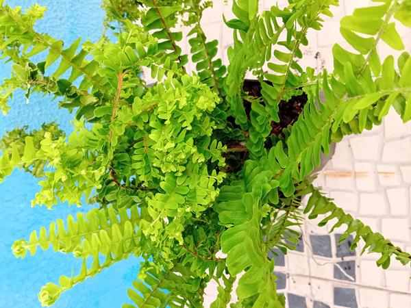 Feto nephrolepsis cordifolia