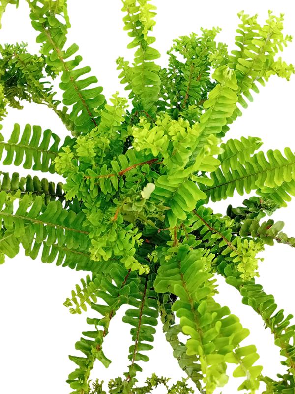 Feto nephrolepsis cordifolia