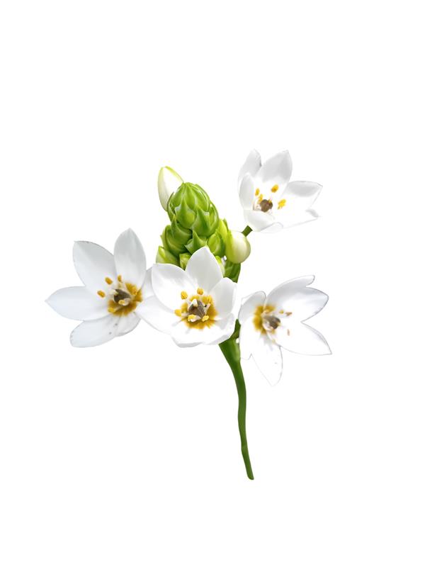 Beijinhos de mae Ornithogallum