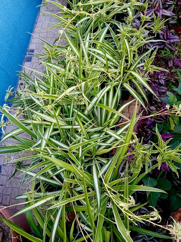 Planta aranha Chlorophytum comosum