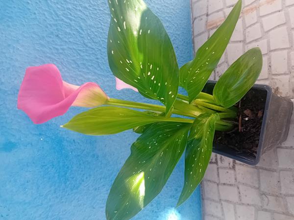 Lirio Calla / Jarro / Zantedeshia