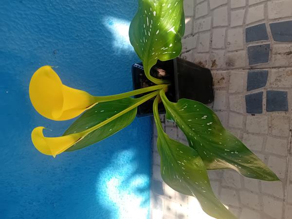 Lirio Calla / Jarro / Zantedeshia