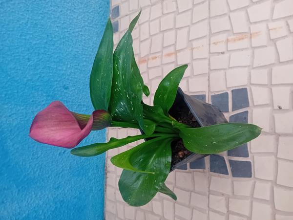 Lirio Calla / Jarro / Zantedeshia