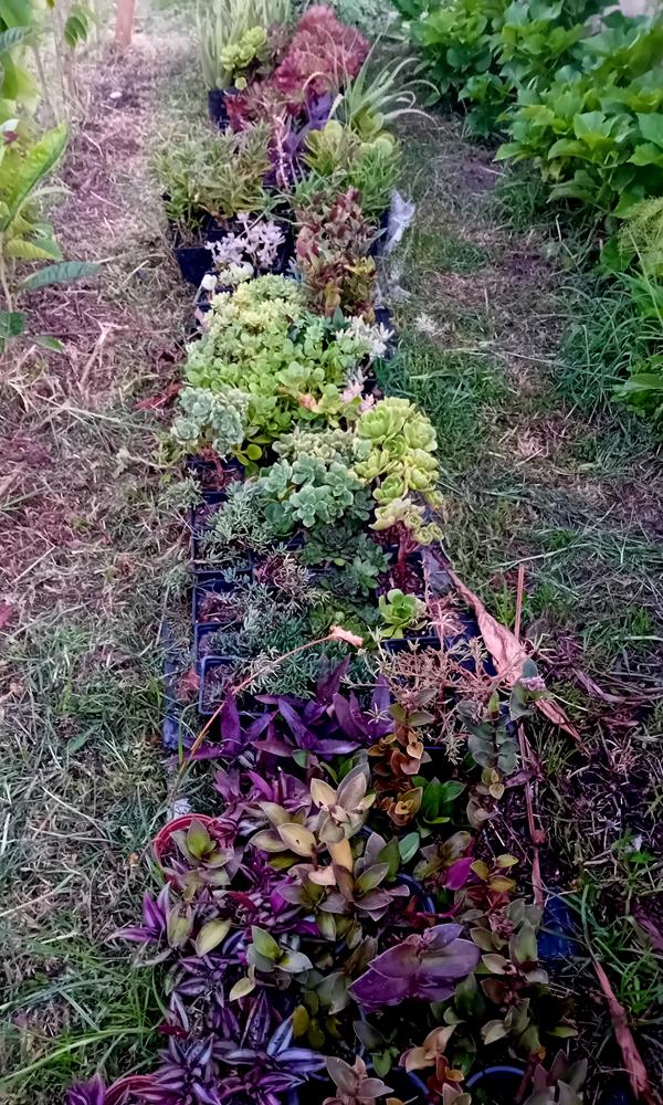 lote de 150 suculenta diversos tamanhos e variedades