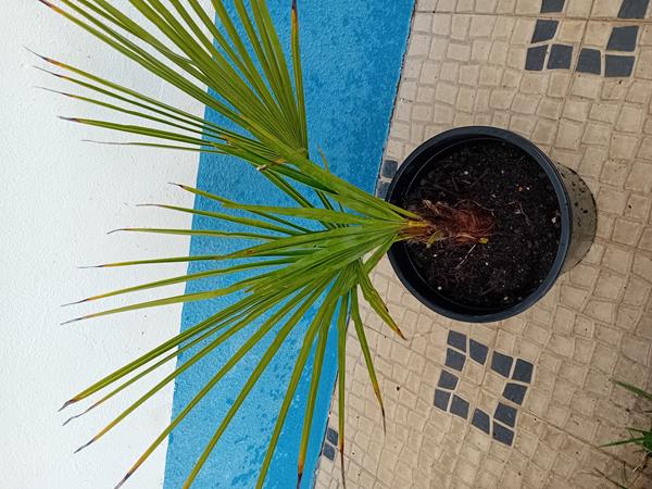 Palmeira Moinho de Vento Trachycarpus fortunei