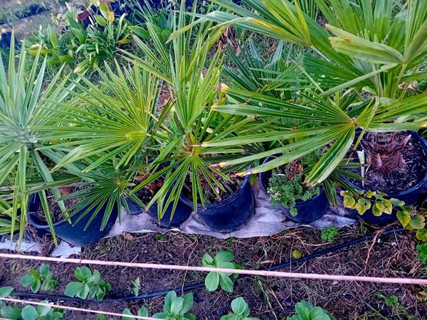 Palmeira Moinho de Vento Trachycarpus fortunei