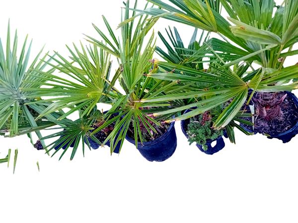 Palmeira Moinho de Vento Trachycarpus fortunei