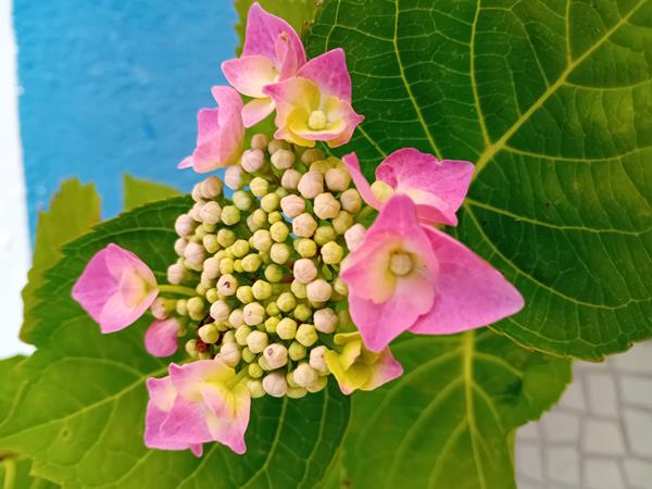 Hortensia Macrophylla Teller Blue