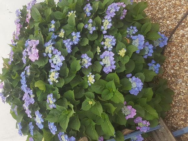 Hortensia Macrophylla Teller Blue