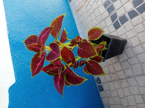 Coleus