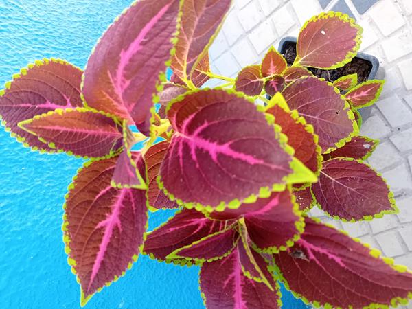 Coleus