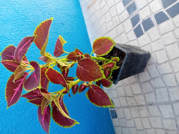 Coleus