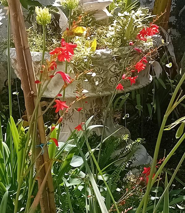 Crocosmia / Montbretia flor cor de laranja