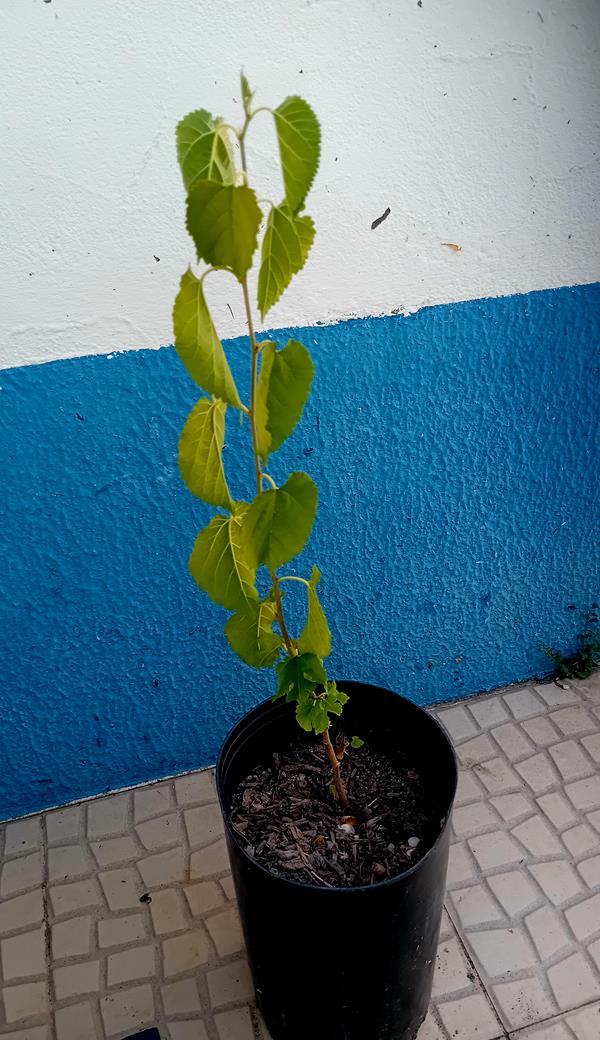 Arvore amoreira branca Morus Alba