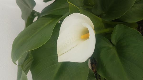 Jarro branco / Copo de Leite / Lirio Calla