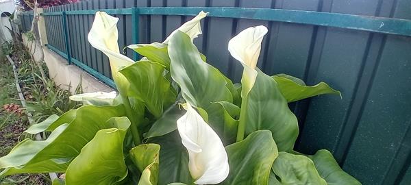 Jarro branco / Copo de Leite / Lirio Calla