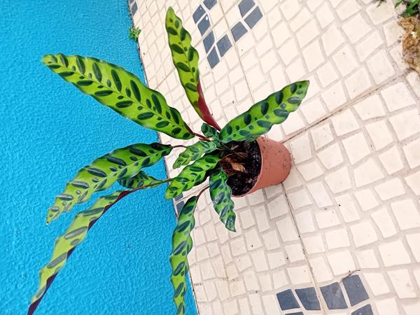 Calathea lancifolia Insigne (Maranta Cascave