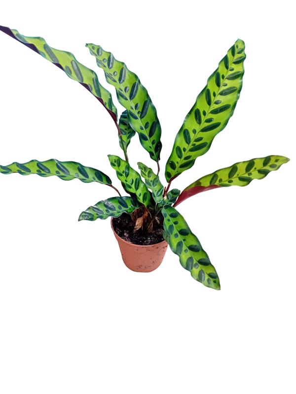 Calathea lancifolia Insigne (Maranta Cascave