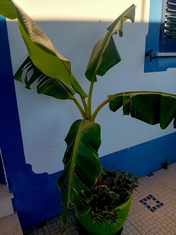 Bananeira em vaso de barro