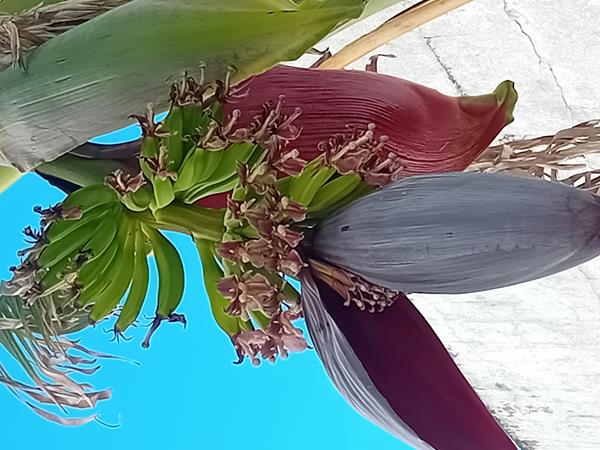 Bananeira em vaso de barro