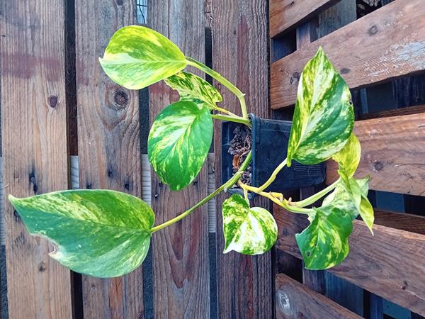 Pothos Epiprenmum  (planta jiboia) trepadeira