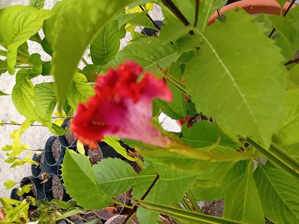 Celosia Crista de galo