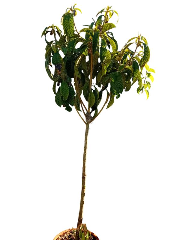 Nespereira com cerca de 1.70 / 1.80m