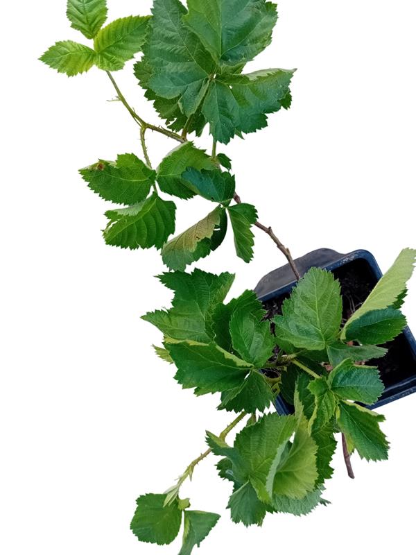 Framboesa preta planta