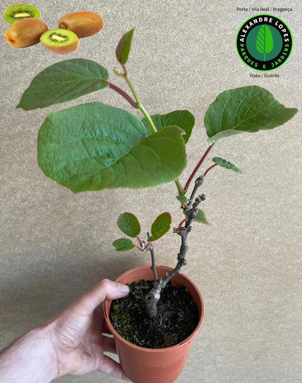 Kiwi fêmea - Actinidia deliciosa F.