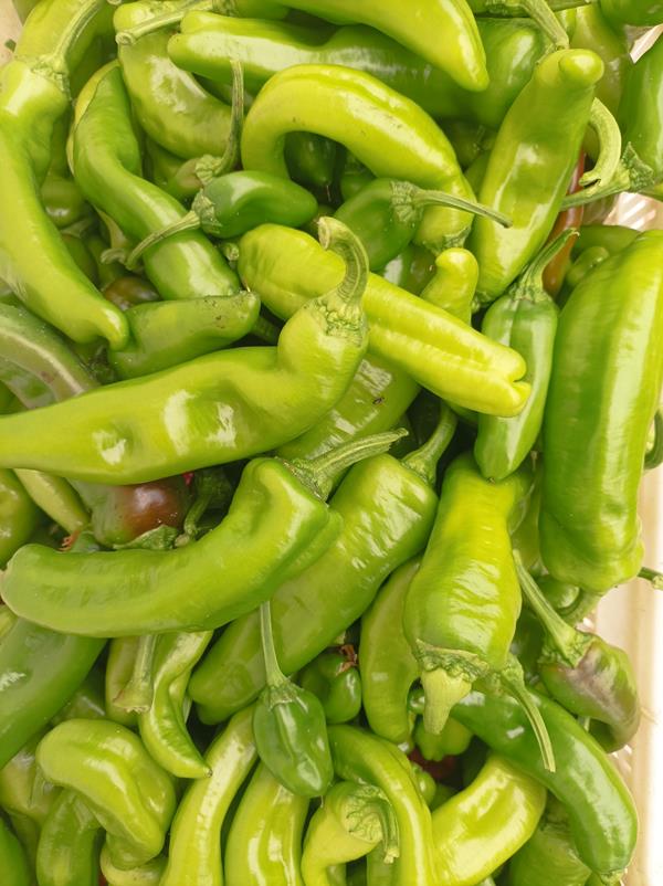 Pimento padrão