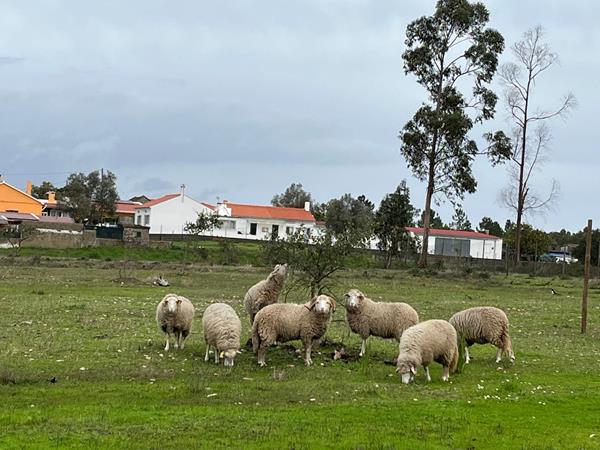 Ovelhas campaniças BIO, raça autoctone portuguesa certificada