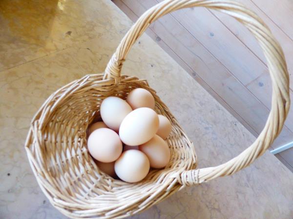 Ovos galados para incubação galinhas raças autóctones portuguesas: Preta Lusitânica, Branca, Pedrês Portuguesa e Amarela