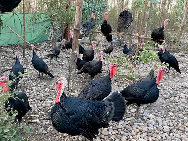 Peru Preto Alentejano Biológico para dia de Ação de Graças
