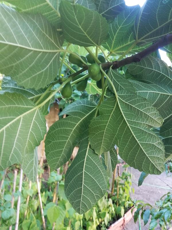 Figos Da Rocha Figos frescos, Preço: 3,50 €/kg | Loja da Reforma Agrária